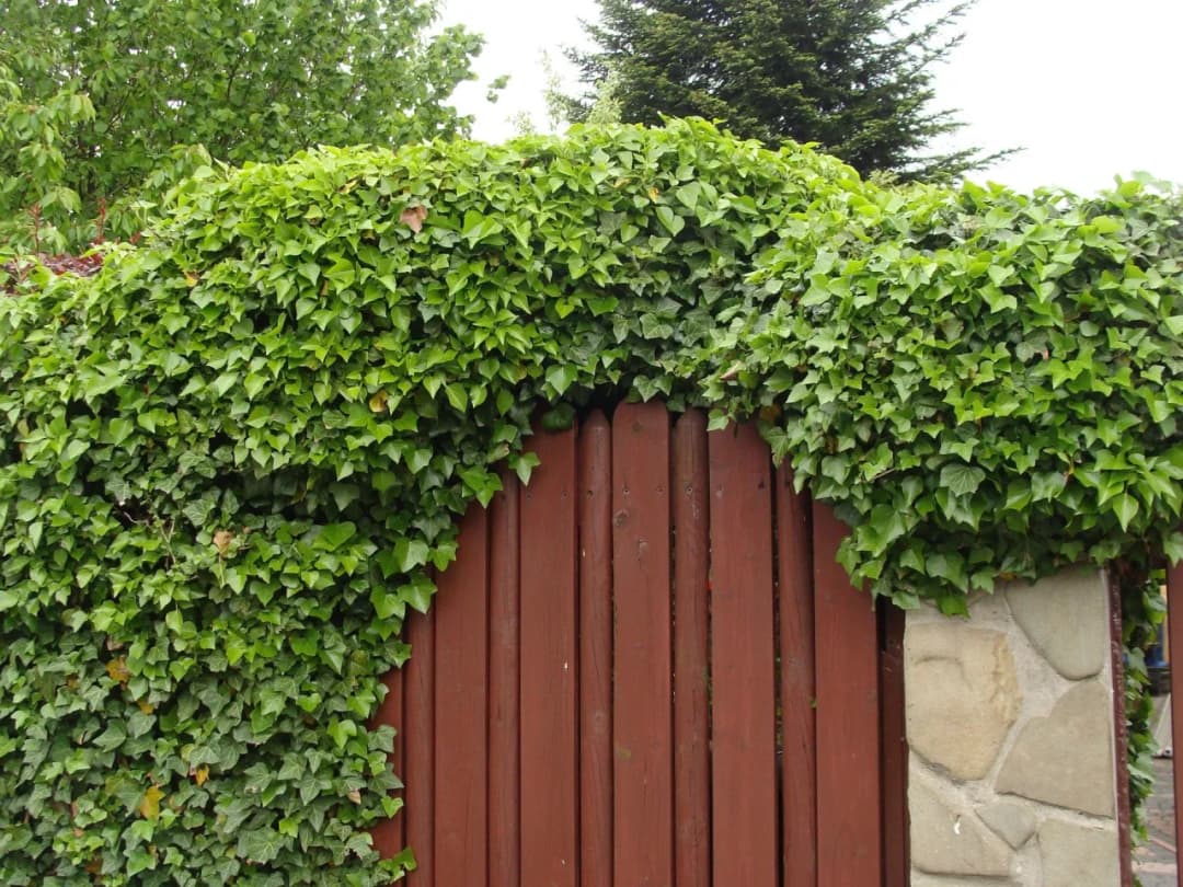 Najlepsze bluszcze na ogrodzenie. Jak wybrać idealną roślinę pnącą?
