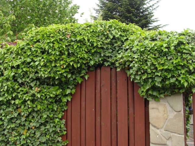 Najlepsze bluszcze na ogrodzenie. Jak wybrać idealną roślinę pnącą?