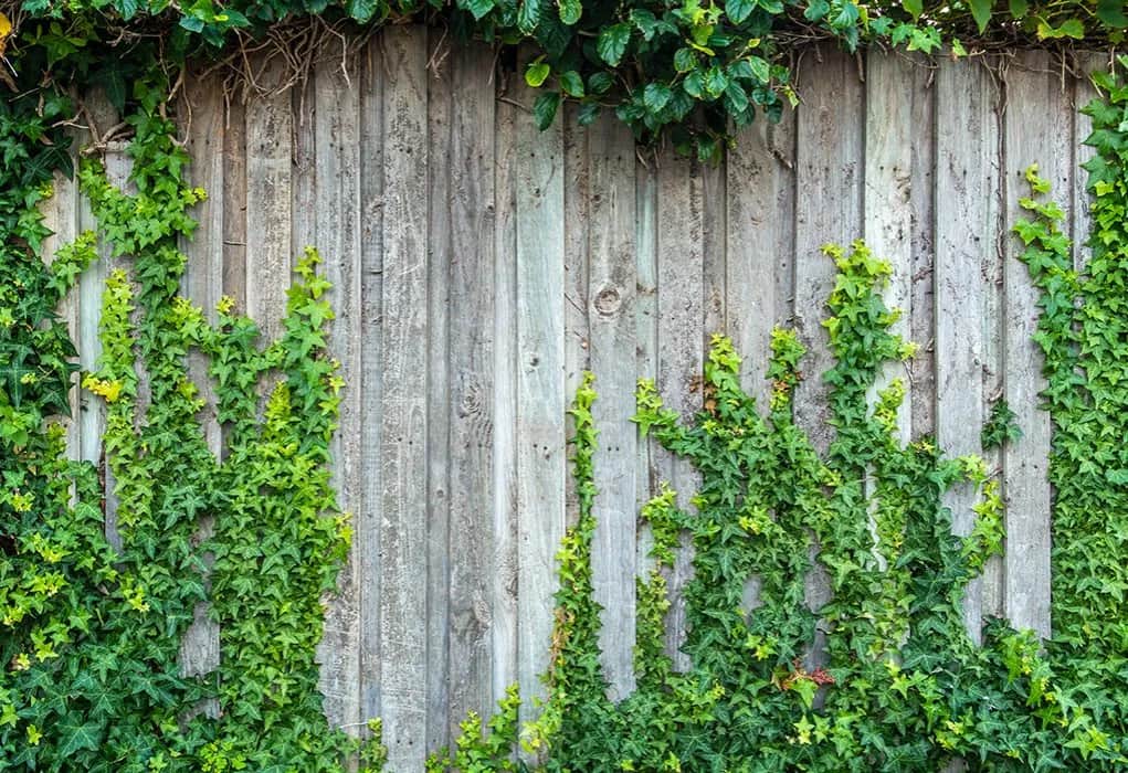 Kiedy sadzić bluszcz na ogrodzenie? Najlepszy czas i porady