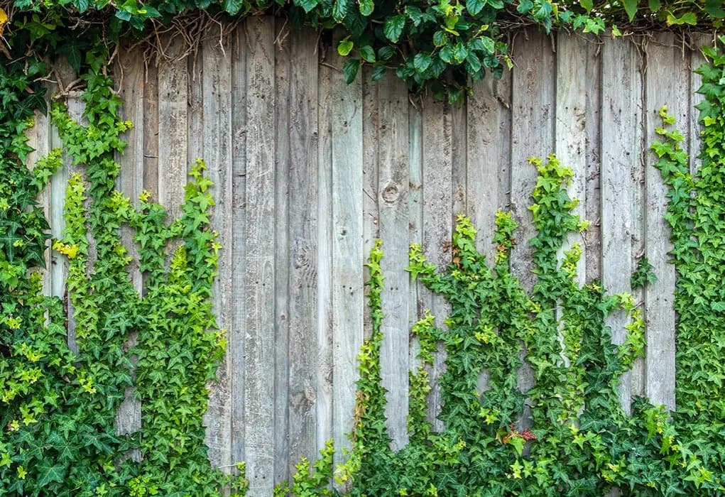 Kiedy sadzić bluszcz na ogrodzenie? Najlepszy czas i porady