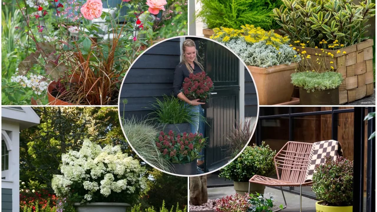 Piękne kwiaty do donic na taras: Zaskakujący przewodnik dla każdego
