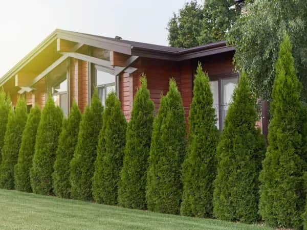 Jaka wysokość tui przy ogrodzeniu? Poznaj zasady i przepisy