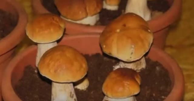 Borowiki na parapecie: Prosty sposób na domową uprawę grzybów bez porażki