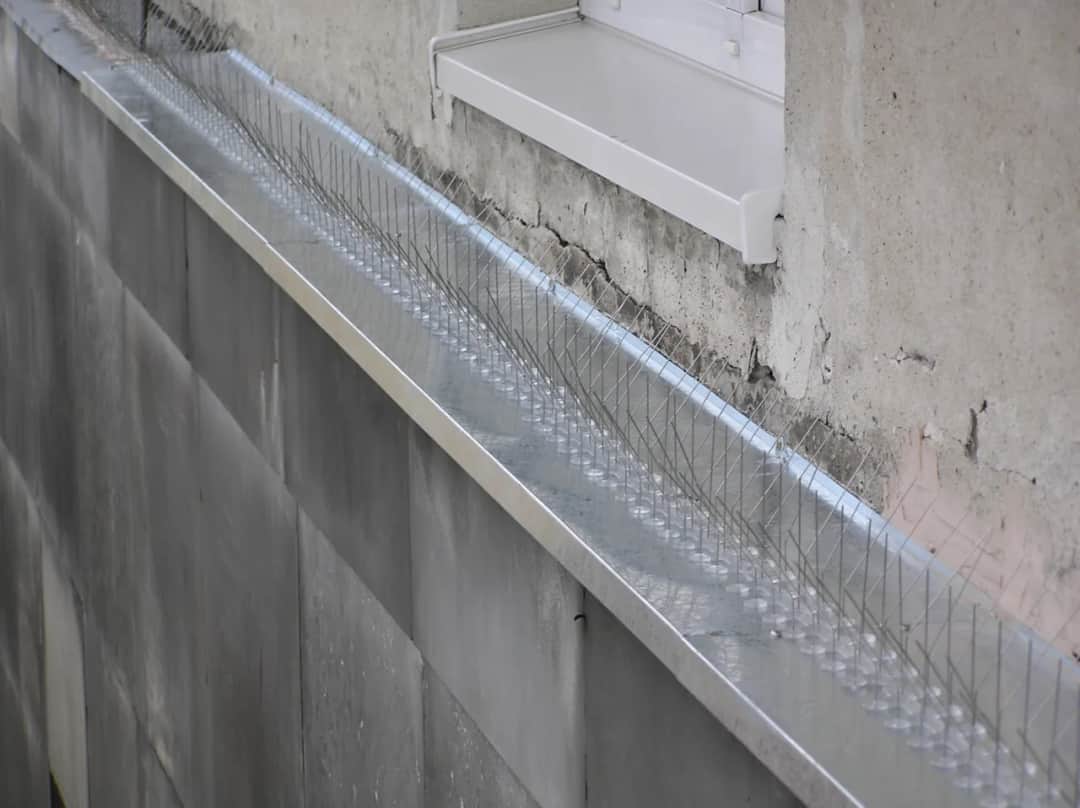 Skuteczne sposoby ochrony parapetu przed natrętami. Jak pozbyć się gołębi?