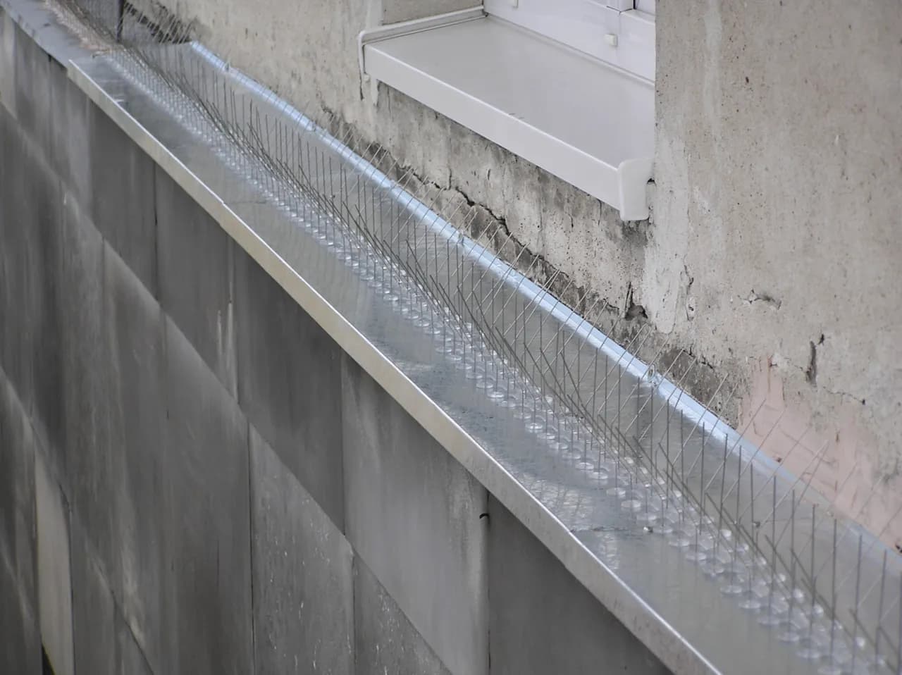 Skuteczne sposoby ochrony parapetu przed natrętami. Jak pozbyć się gołębi?